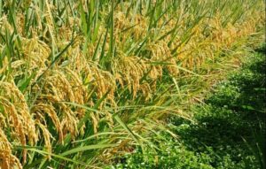 Arroceros españoles dicen que Uruguay, y otros países, los están dejando sin mercado