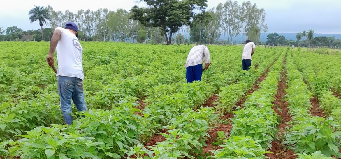Esperan actualizar la información del sector agropecuario mediante la encuesta.