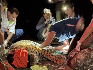 Video: en el Gran Chaco liberan por primera vez un yaguareté silvestre translocado