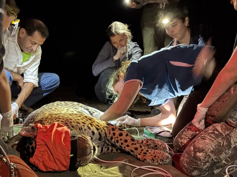 Video: en el Gran Chaco liberan por primera vez un yaguareté silvestre translocado