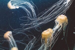 Picaduras en el reino animal: qué especies realmente pican y cuáles son las más peligrosas