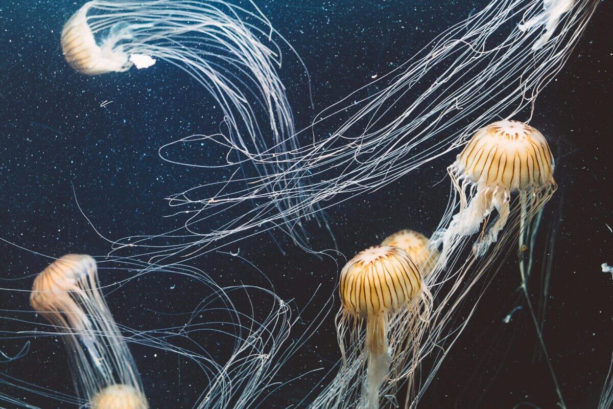 Picaduras en el reino animal: qué especies realmente pican y cuáles son las más peligrosas