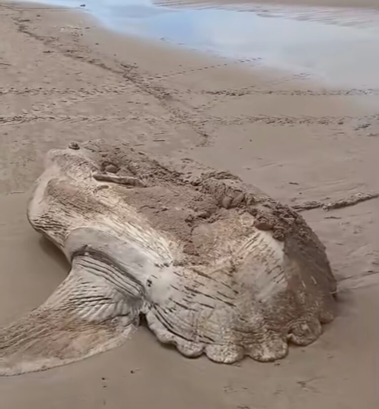 Aparece un Pez Luna muerto en la playa de Solymar