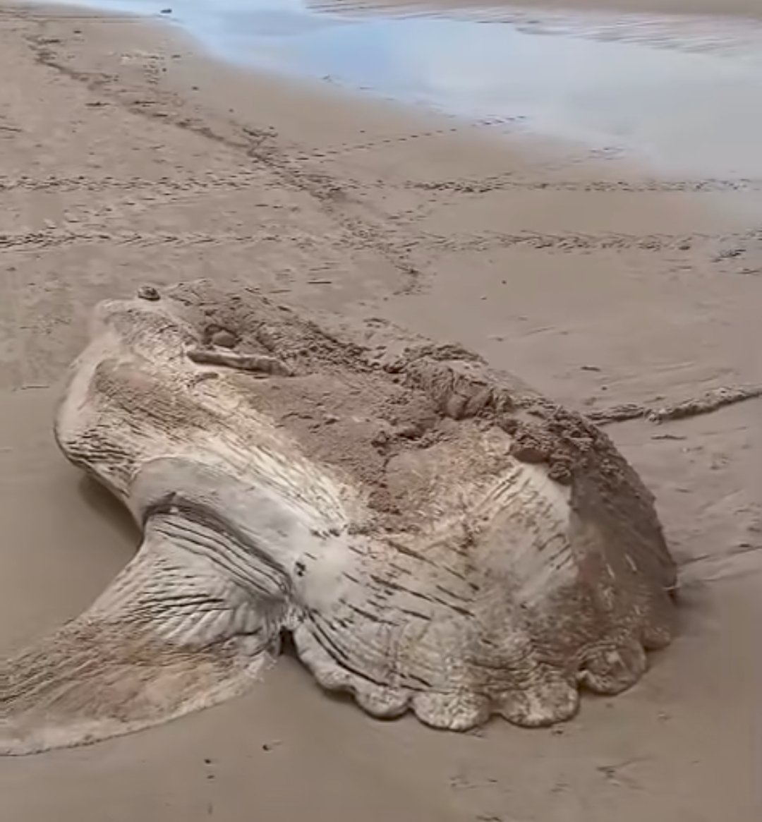Aparece un Pez Luna muerto en la playa de Solymar