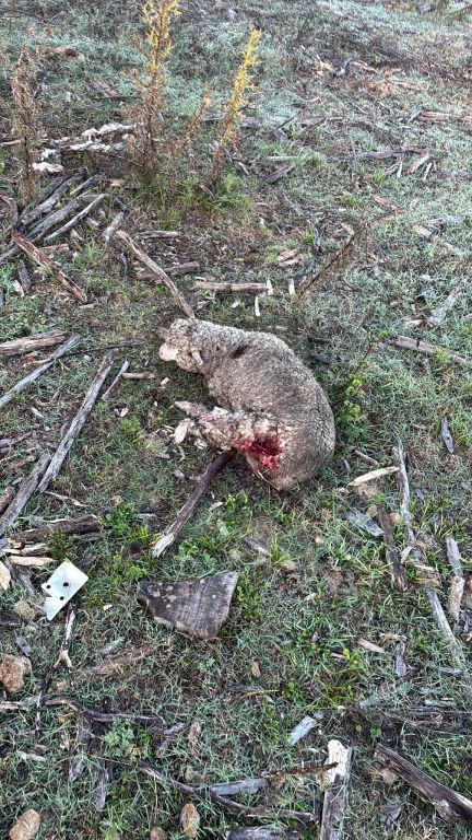 Dramática noche en zona de Parada Daymán /Perros de cazadores matan 10 corderos