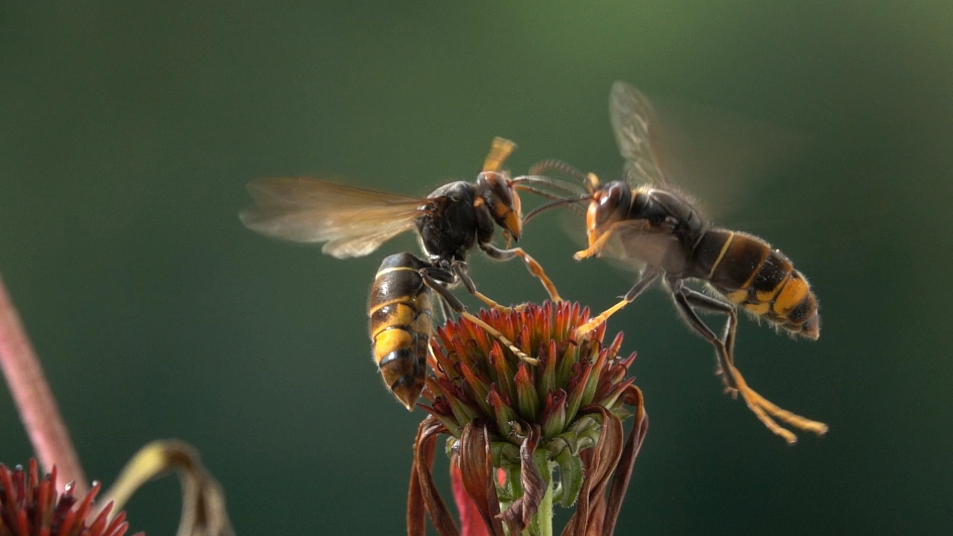 ¿Por qué juegan los animales? El lado más divertido del mundo salvaje ¿Por qué juegan los animales? El lado más divertido del mundo salvaje