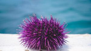 Animales que no tienen ojos: Adaptaciones sorprendentes