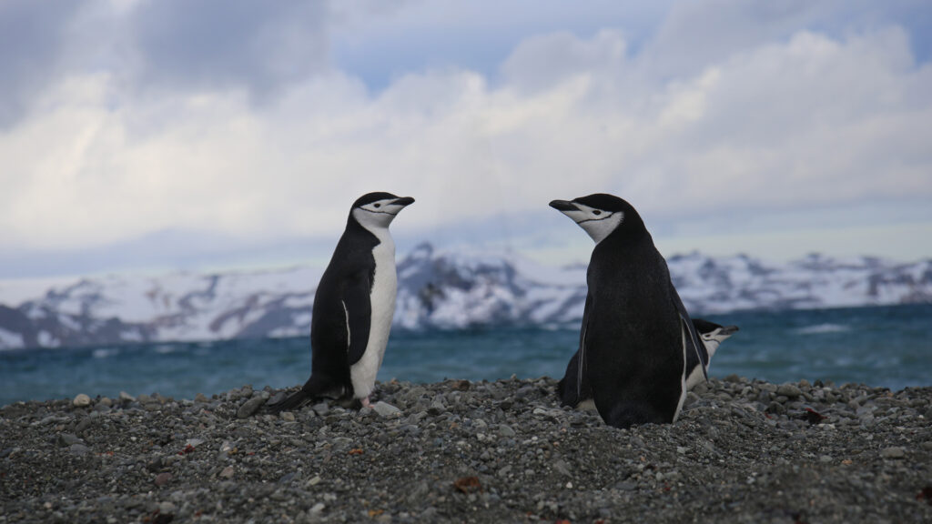 Polo Sur y Polo Norte: qué los diferencia y por qué son cruciales para el equilibrio de la Tierra