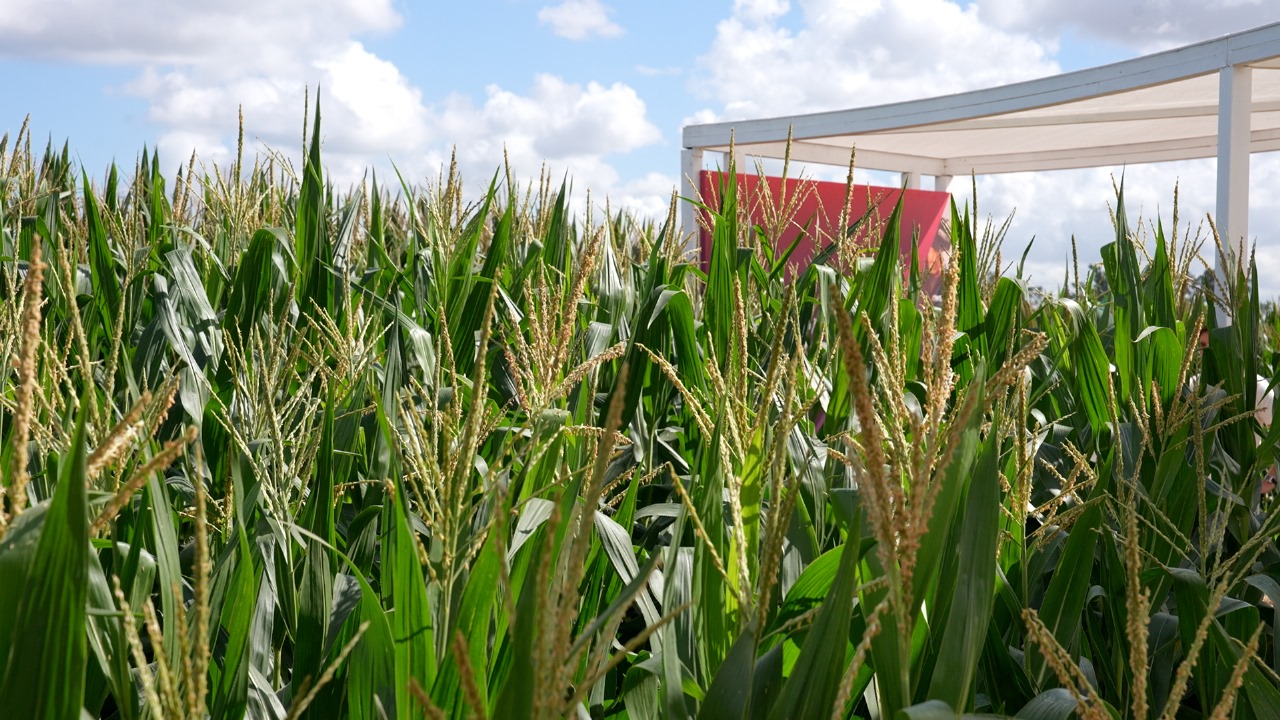 Teléfono para el INADI: Bayer trajo a Argentina sus maíces “enanos”, que prometen igual o mayor rendimiento con baja estatura Teléfono para el INADI: Bayer trajo a Argentina sus maíces “enanos”, que prometen igual o mayor rendimiento con baja estatura