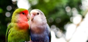 Los mejores nombres para pájaros. ¡Encuentra el mejor!