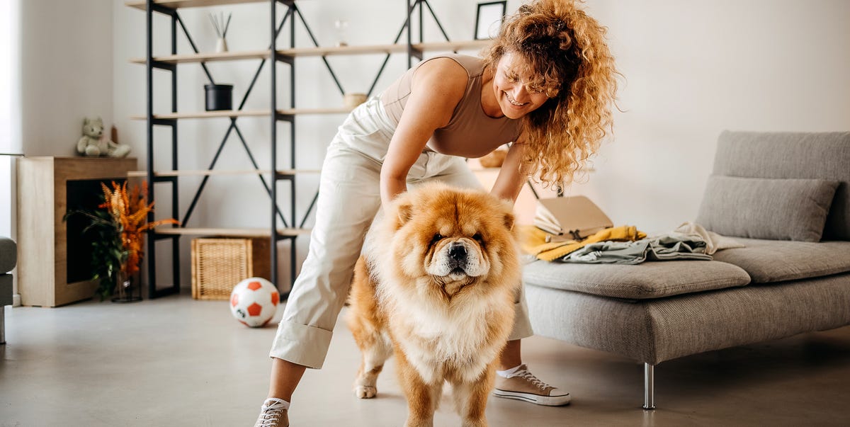 Las 20 razas de perros más tranquilas que apenas ladran