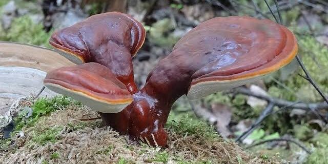 Una serie de extraños productos han sido incorporados en el Código Alimentario Argentino