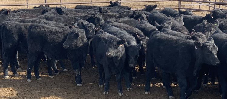 MGAP resolvió declarar “prioridad” la atención de los fondos ganaderos