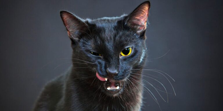 Tradiciones y supersticiones: misterios, creencias y sus orígenes