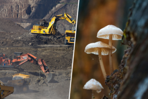 En 2019 descubrimos unos hongos capaces de metabolizar el oro. Ya hay quien quiere convertirlo en la clave de la minería espacial