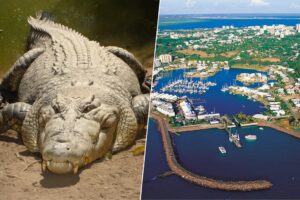 Darwin es una ciudad australiana con 250.000 habitantes. 100.000 de ellos son cocodrilos protegidos