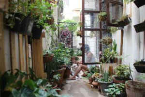 Las plantas se han convertido en las nuevas mascotas. Tanto que hasta las enterramos en el jardín cuando mueren