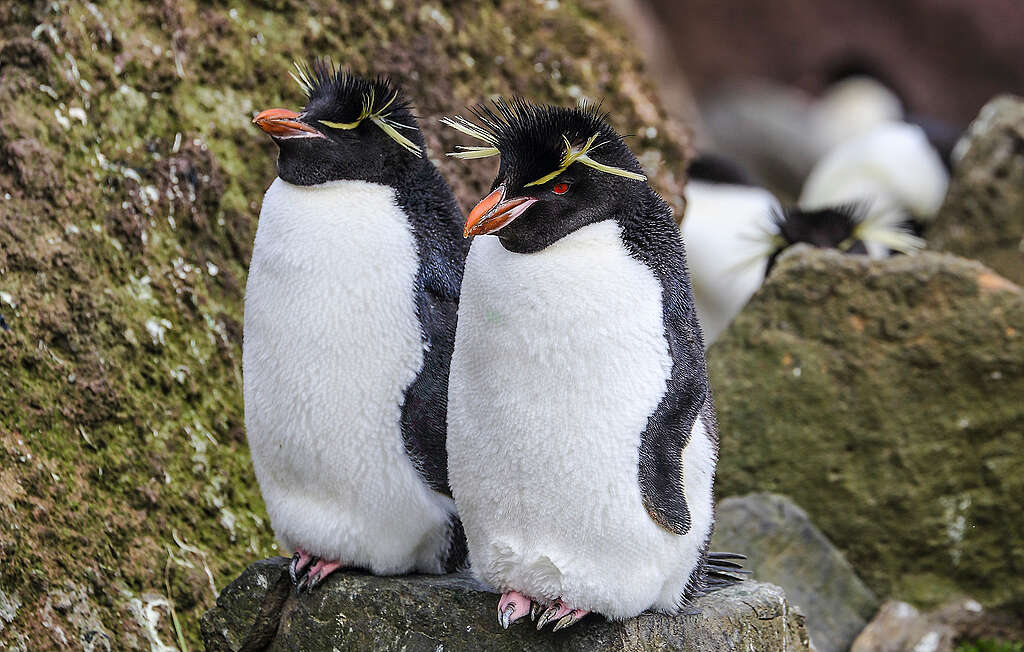 Día Mundial de los Pingüinos: qué nos cuentan sobre el estado del océano