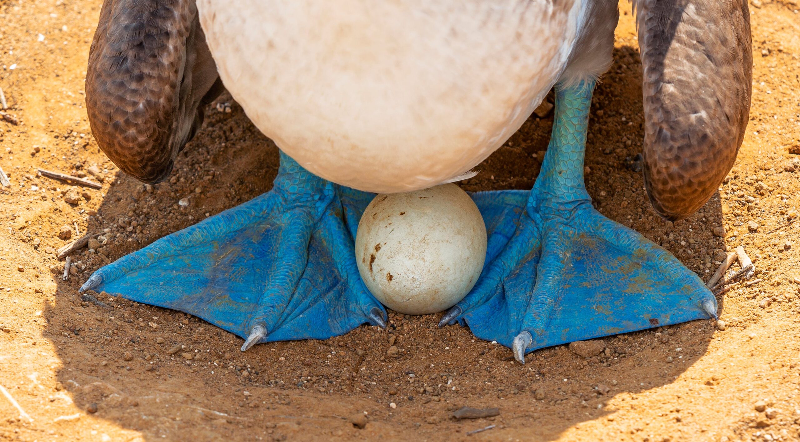 Piquero de patas azules: cuanto más azul, más atractivo para las hembras