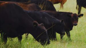 Avanzan en el desarrollo de una nueva vacuna contra el virus de la fiebre aftosa