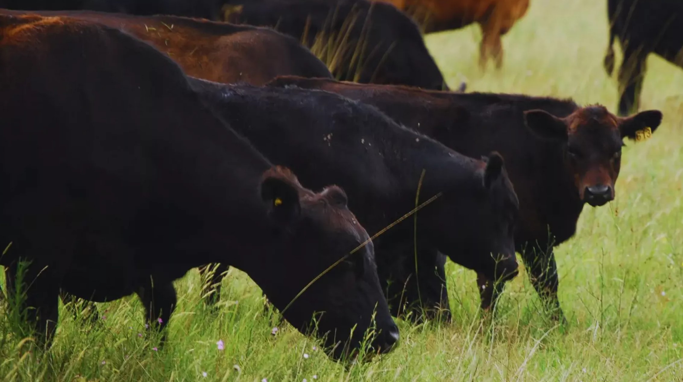 Avanzan en el desarrollo de una nueva vacuna contra el virus de la fiebre aftosa
