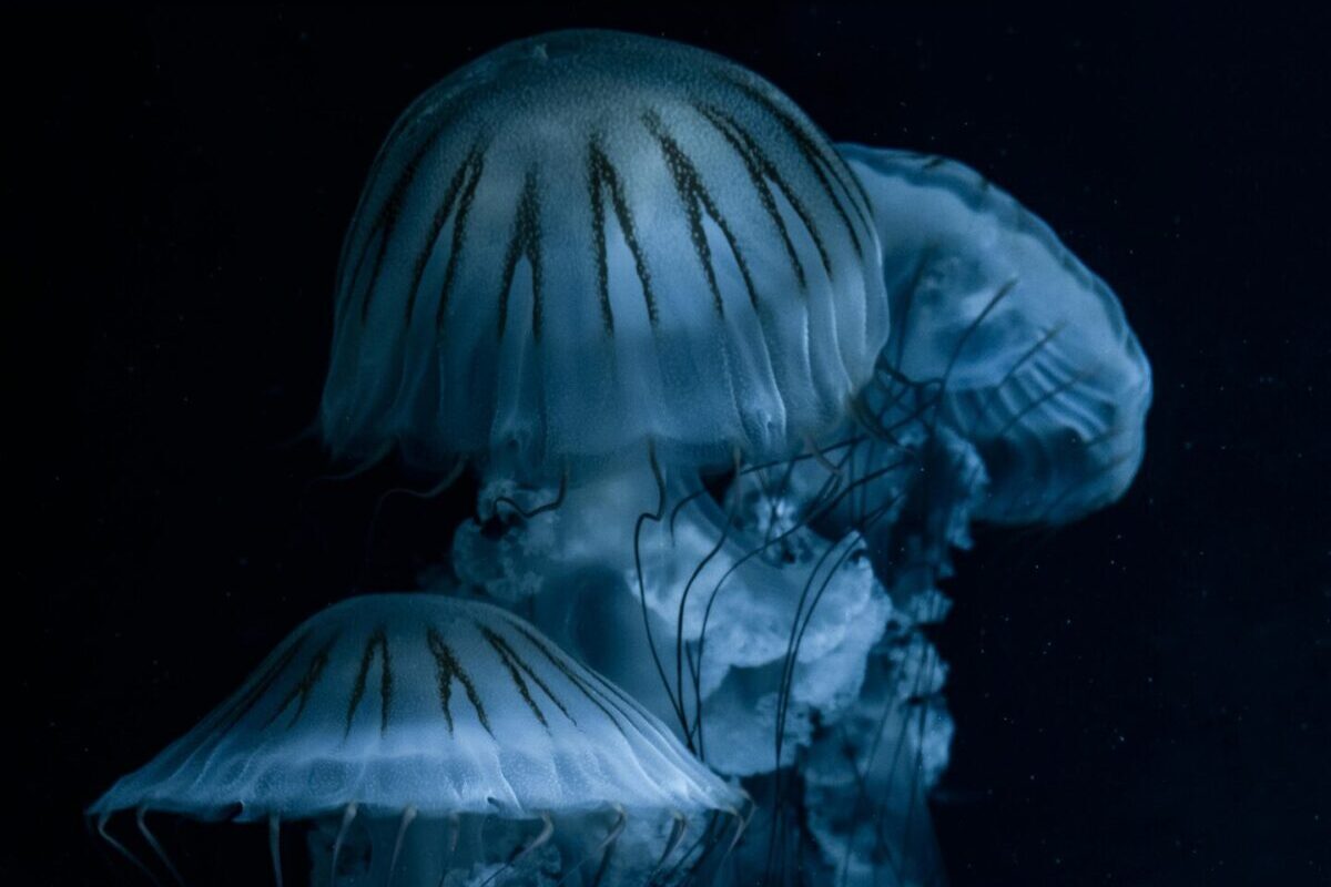 Descubre los animales luminosos: misterios de la bioluminiscencia en la naturaleza