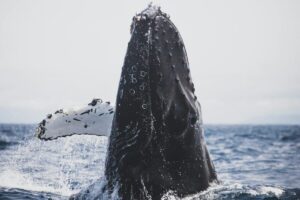 Todos los tipos de ballenas: especies, familias, curiosidades y conservación