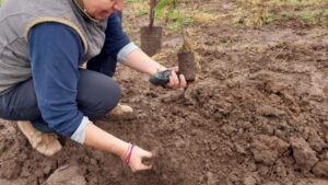 Plantación de algarrobos blancos en el Campo Experimental INTA Quimili en el día Internacional de los Bosques