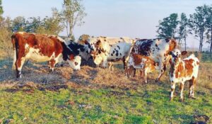 Presidenta de la Sociedad de Criadores de Normando: “El cierre de Calcar es gravísimo”