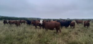 Encuesta del Plan Agropecuario confirma el excelente estado de los ganados de cría