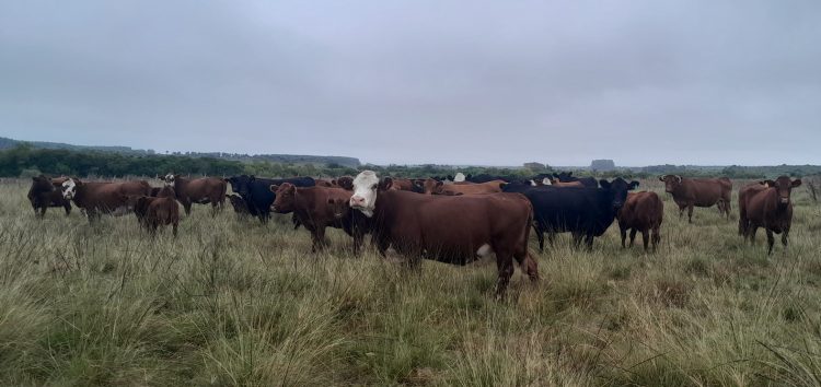 Encuesta del Plan Agropecuario confirma el excelente estado de los ganados de cría