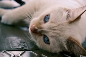 Razas de gatos raras y exóticas: descubre los felinos más inusuales del mundo