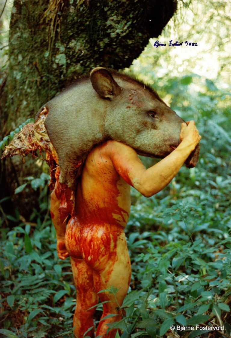 Día Internacional del Tapir: invitan a exposición en homenaje al mborevi