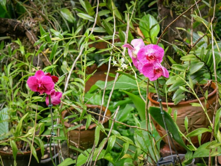 Con invitados de lujo: Lanzan la IV Exposición Internacional de Orquídeas junto al Bangkok Exotic Plants Show
