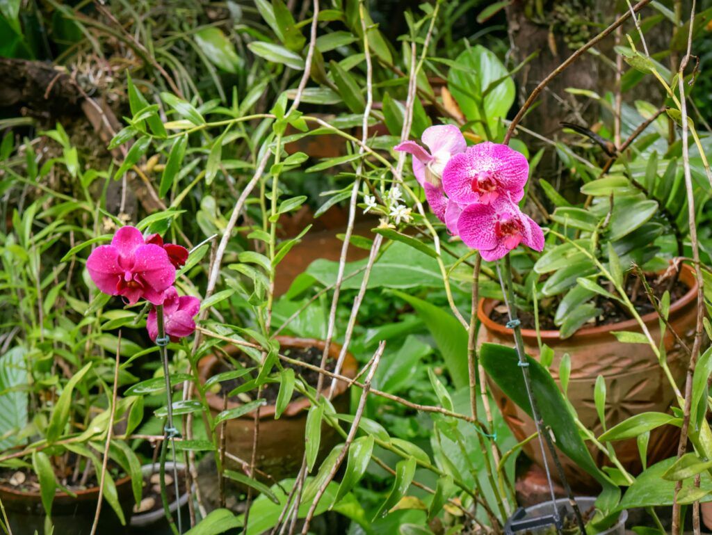 Con invitados de lujo: Lanzan la IV Exposición Internacional de Orquídeas junto al Bangkok Exotic Plants Show