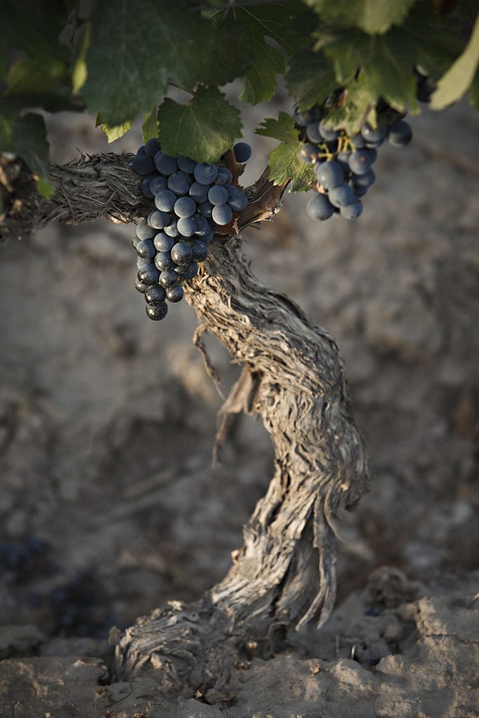 Semana del Malbec