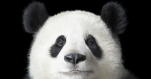 Lista actualizada de animales que ya están en peligro de extinción (2025)