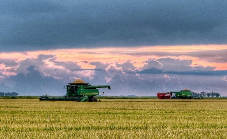 Cosecha de arroz avanza a pesar de las precipitaciones