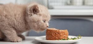 La mejor comida húmeda para gatitos: El secreto para un crecimiento saludable