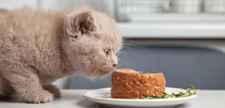 La mejor comida húmeda para gatitos: El secreto para un crecimiento saludable