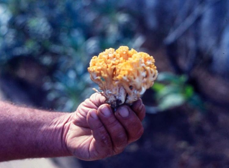 Advierten sobre la presencia del “hongo del Eucaliptus”, altamente tóxico para el ganado