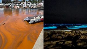 Mancha rojiza en el agua de Punta del Este fue causada por microorganismos naturales