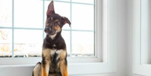 Protege tu Hogar: Las Mejores Razas de Perro Guardianes y Vigilantes