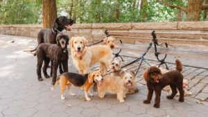 Razas de perro que más viven: guía completa de longevidad canina