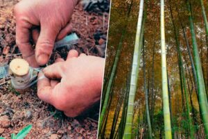 El petróleo moderno no inventó nada. China ya extraía gas natural hace 2.000 años y lo transportaba por tuberías de bambú