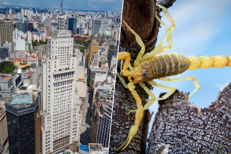 La urbanización salvaje, el calor y las cucarachas han convertido Brasil en el destino perfecto de una criatura: el escorpión