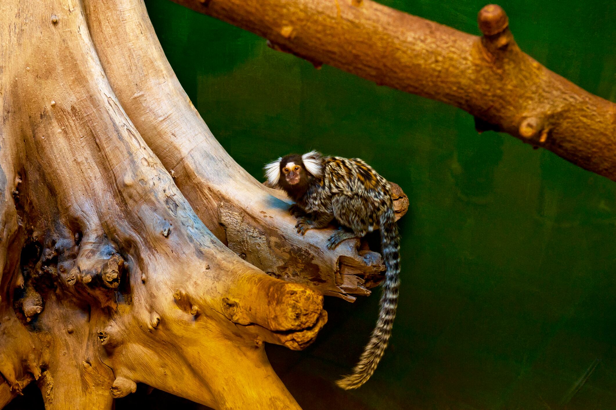 Conocé al Tití pincel (Callithrix jacchus), uno de los primates más pequeño del mundo