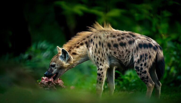 Soñar con hienas: significado, interpretación y mensajes del subconsciente