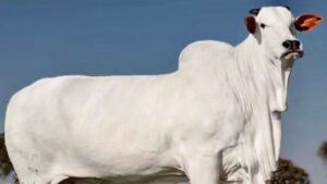Una vaca boliviana rompe récord en Brasil y pone a la genética ganadera del país en el mapa internacional