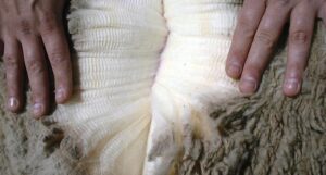 En la semana el valor promedio de la lana no registró cambios relevantes